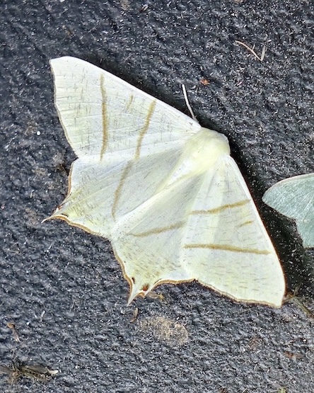 swallow-tailed moth